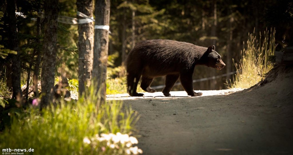 Whistler Crankworx Enduro - bears crossing