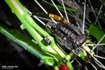 Shimano Saint Disc Brake 2013-8