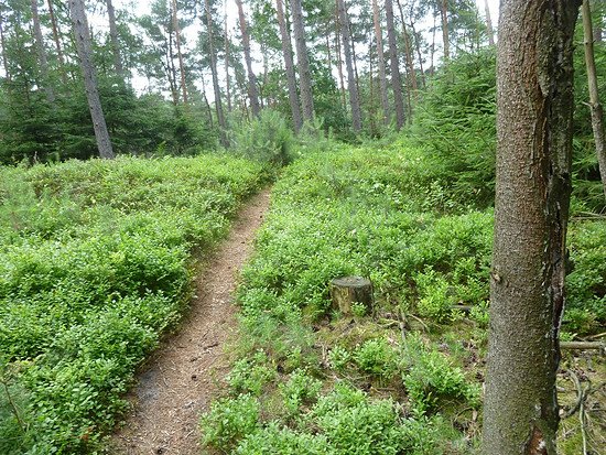Trail bei Tempelberg