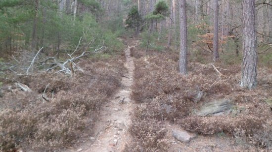 rechte DH Strecke Kalmit 031