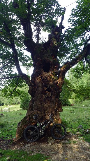 Geisterbaum auf der Höss
