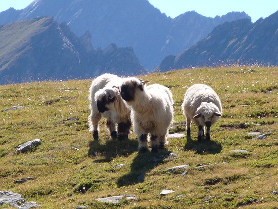 WALLIS 2012 2012-08-27 006