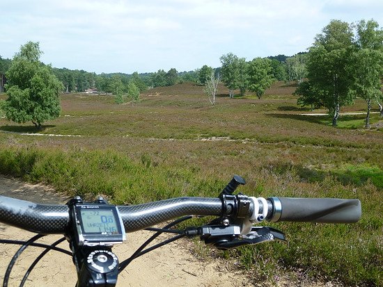Fischbeker Heide