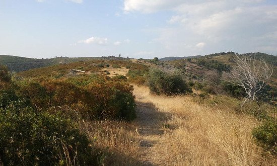 La strada comunale poco dopo/Etwas später auf der Strasse der Gemeinde Vieste