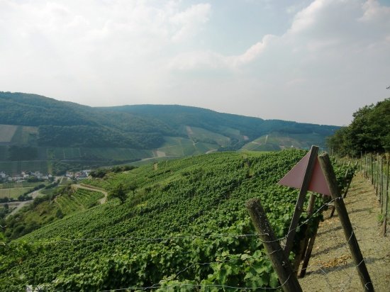 Weinberge Weinberge und noch mehr Weinberge