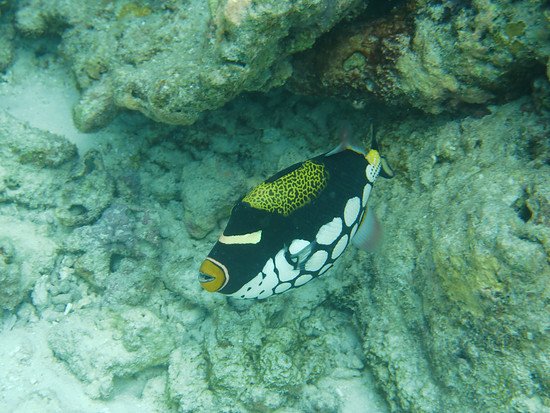 Leoparden-Drückerfisch