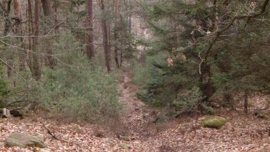 rechte DH Strecke Kalmit 036