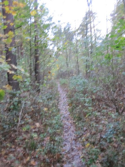 Singletrail im Querumer Forst