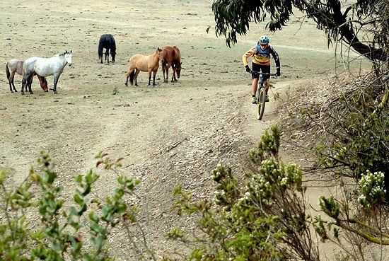 Sharing Trails – im Trailpark bei Cachagua teilen wir die Trails unter anderem mit Pferden