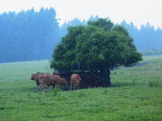 120603 Oberkirsbach1