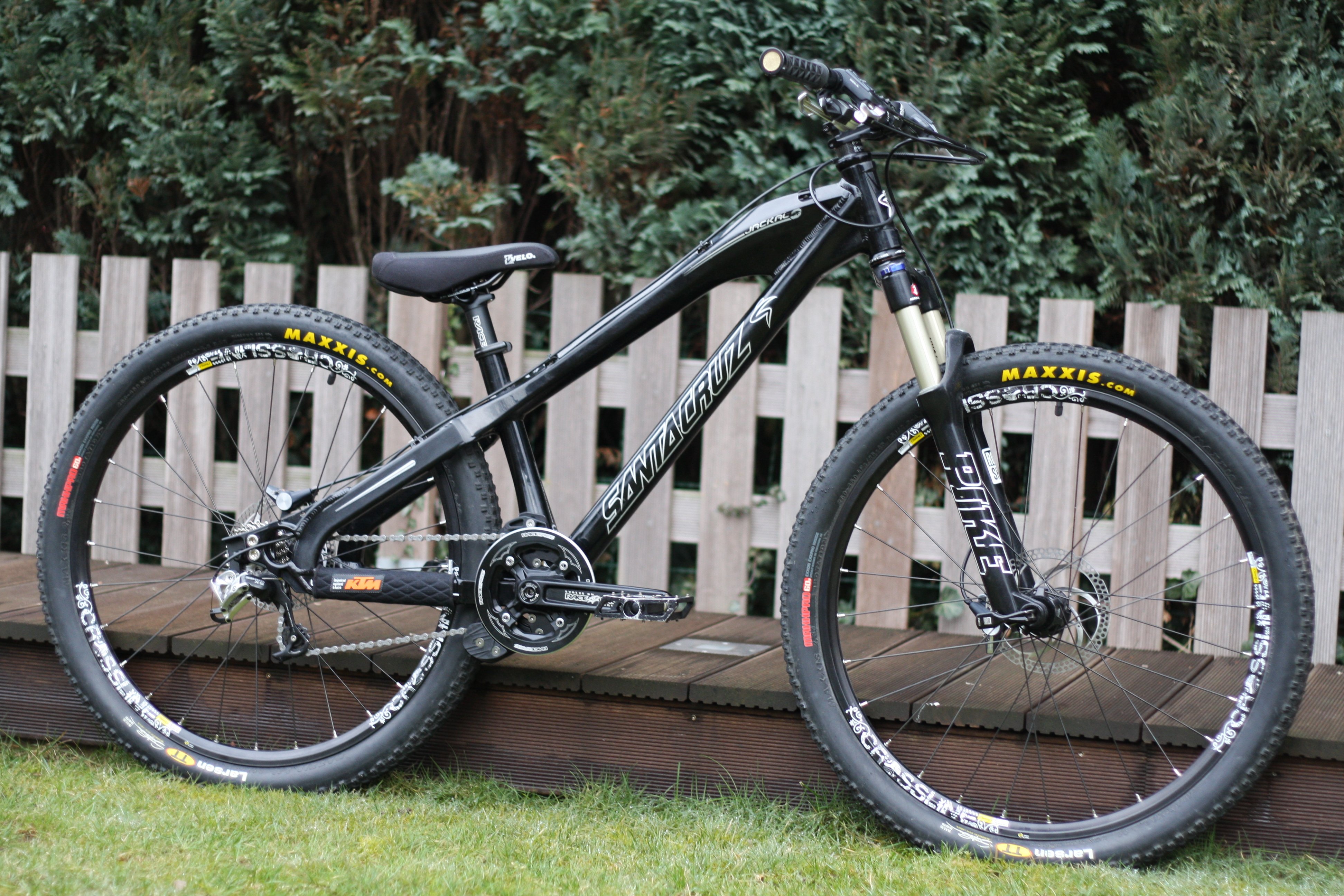 santa cruz jackal