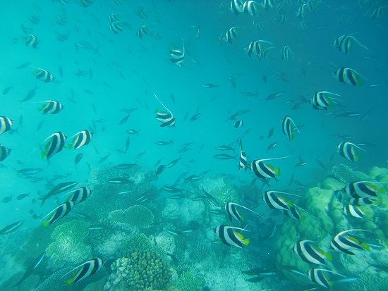 Schwarmwimpelfische und Neonfüssiliere