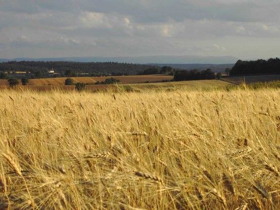 Sommer im Kraichgau