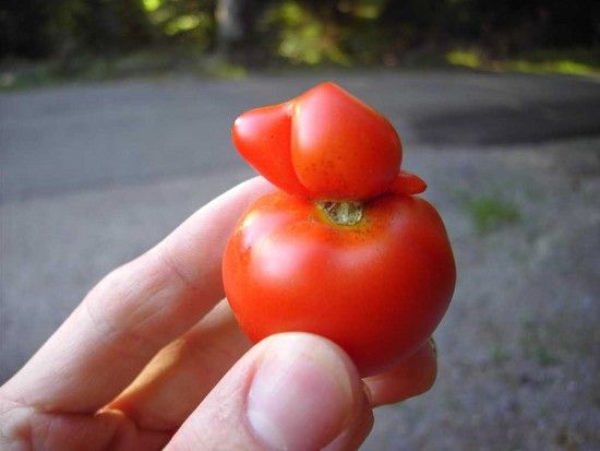 Quietscheentchen oder Tomate?