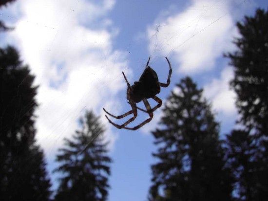 Spinne