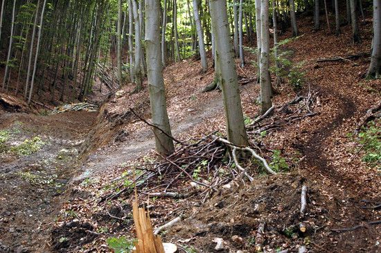 Neuer Forstweg in Thale