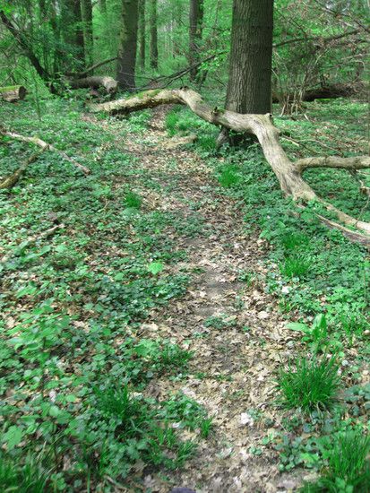 Trail2