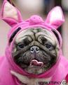 Bunny-Mops