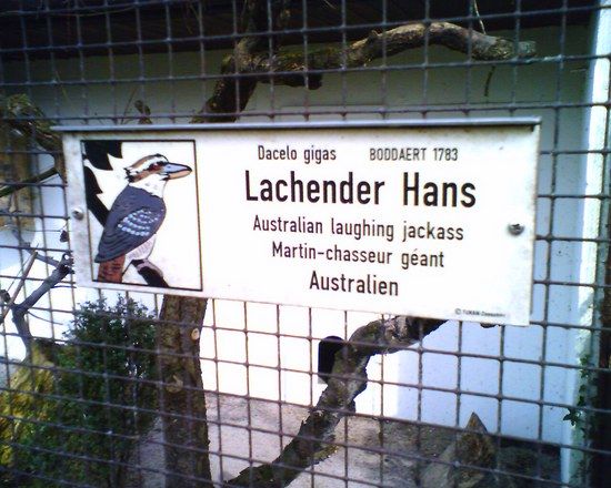 laughtingjackass