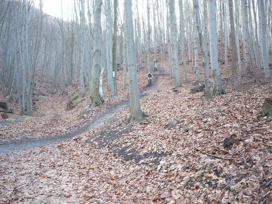 8.2 in thale
