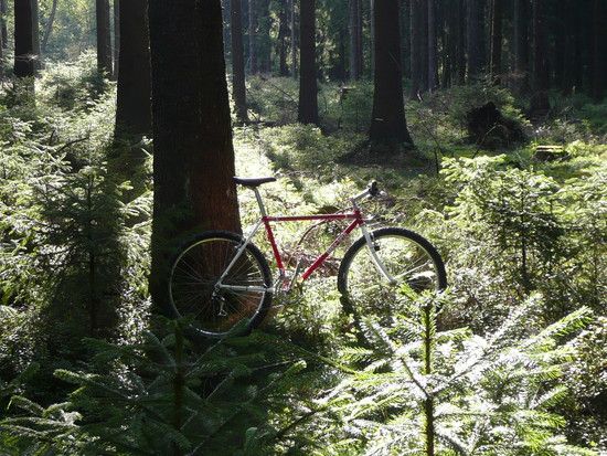 Nippon im Wald