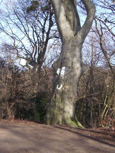 Im Grafenberger Wald haben sogar die Bäume Gesichter