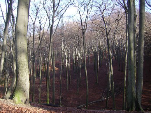 Grafenberger Wald