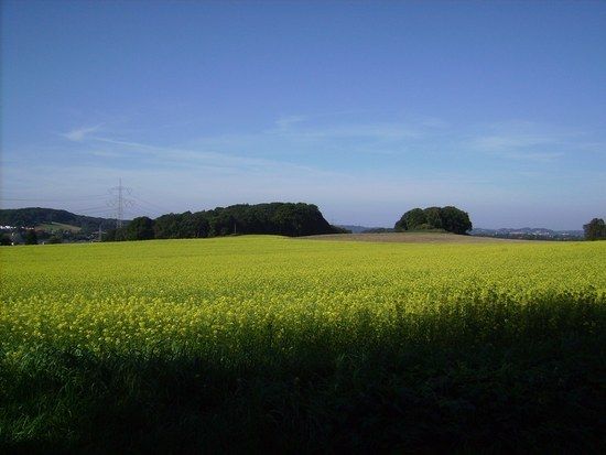 Rapsfeld in Hattingen-Blankenstein