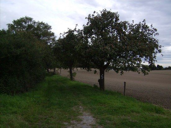 XW: Apfelbaum an Apfelbaum