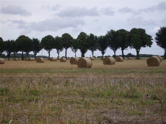 XW: Feld