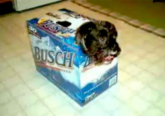 bierkartonhundi