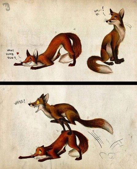 fox