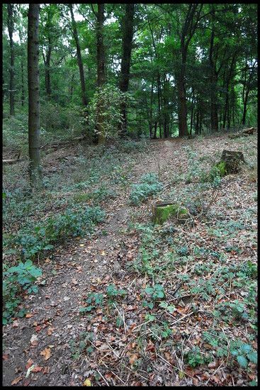 Trail
