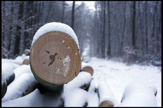 Holz