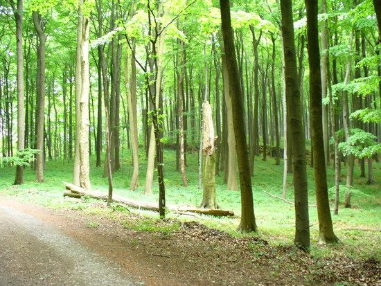 Im Wald