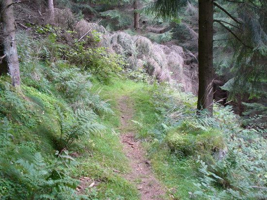 Ab in den Urwald