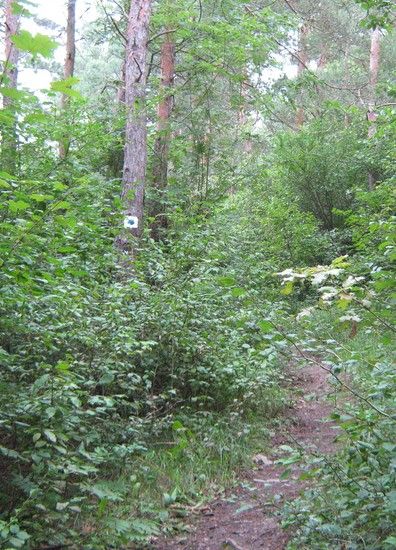 3.ZumZeigerheimerBergET5