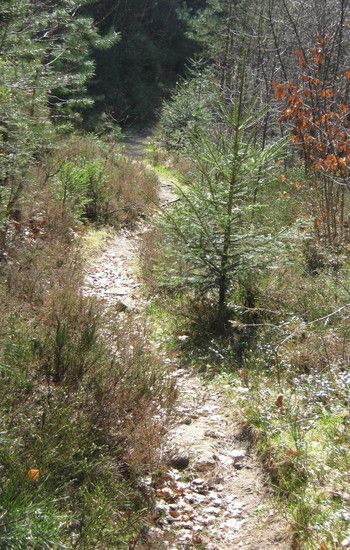 TrailinsTeufelstal1