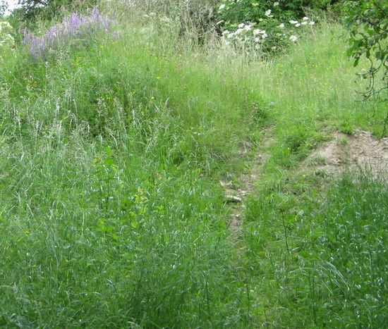 WiesenwegnachKreipitsch
