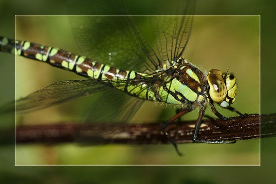 Libelle11