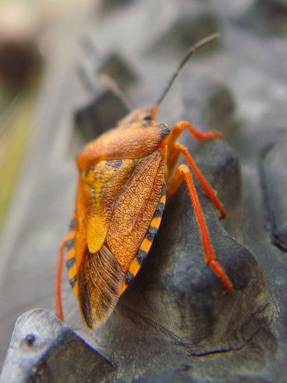 Carpocorisfusciscpinus