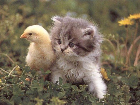 blonde chick with nice pussy
