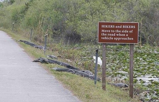 Schild