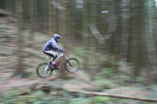 Jambolaja westliche Wälder