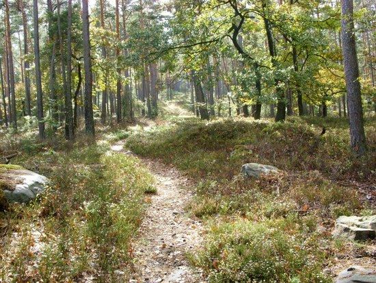 Trail zur Hohen Loog 2