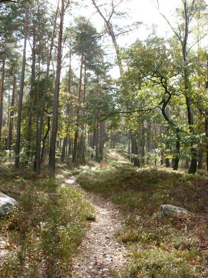 Trail zur Hohen Loog 1