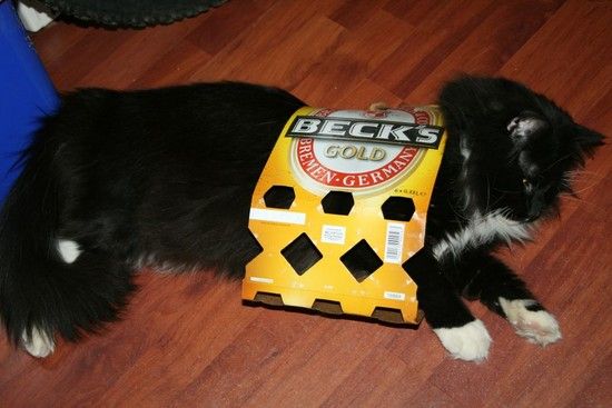 katze01