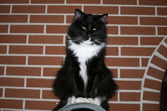 katze03