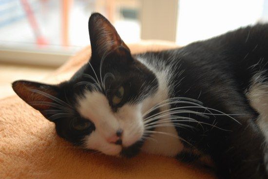 Lilly