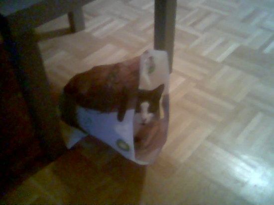 Lillyimsackerl